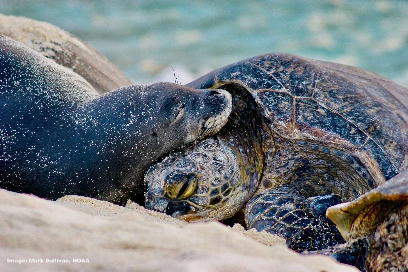 Hawaii's Five Most Culturally Significant Marine Species and the Hawaii's Five Most Culturally Significant Marine Species and the